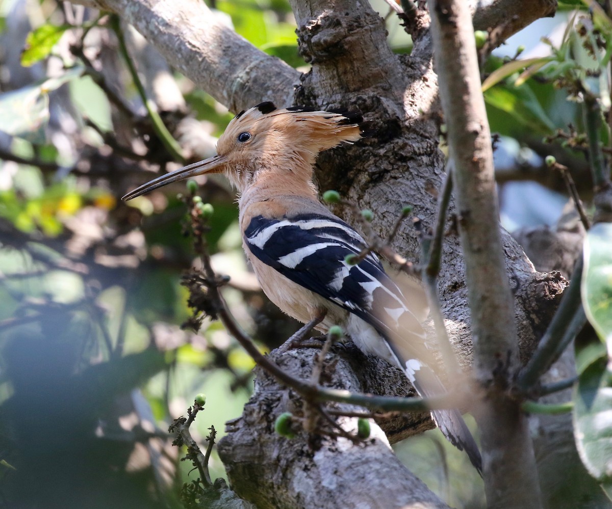 Madagascar Hoopoe - ML611737743