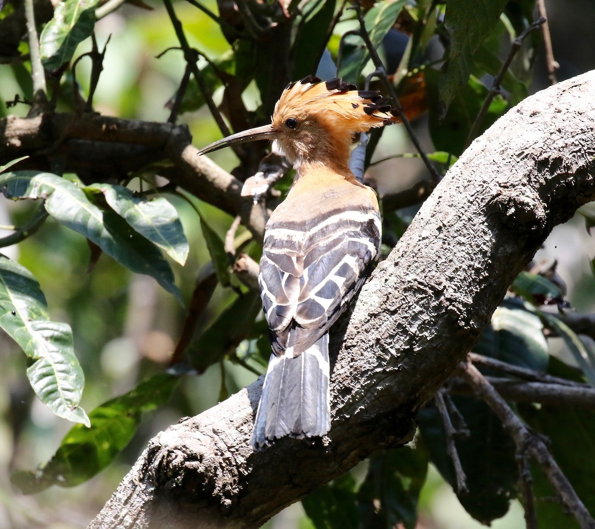 Madagascar Hoopoe - ML611737744