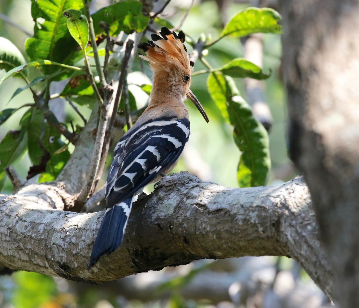 Madagascar Hoopoe - ML611737745