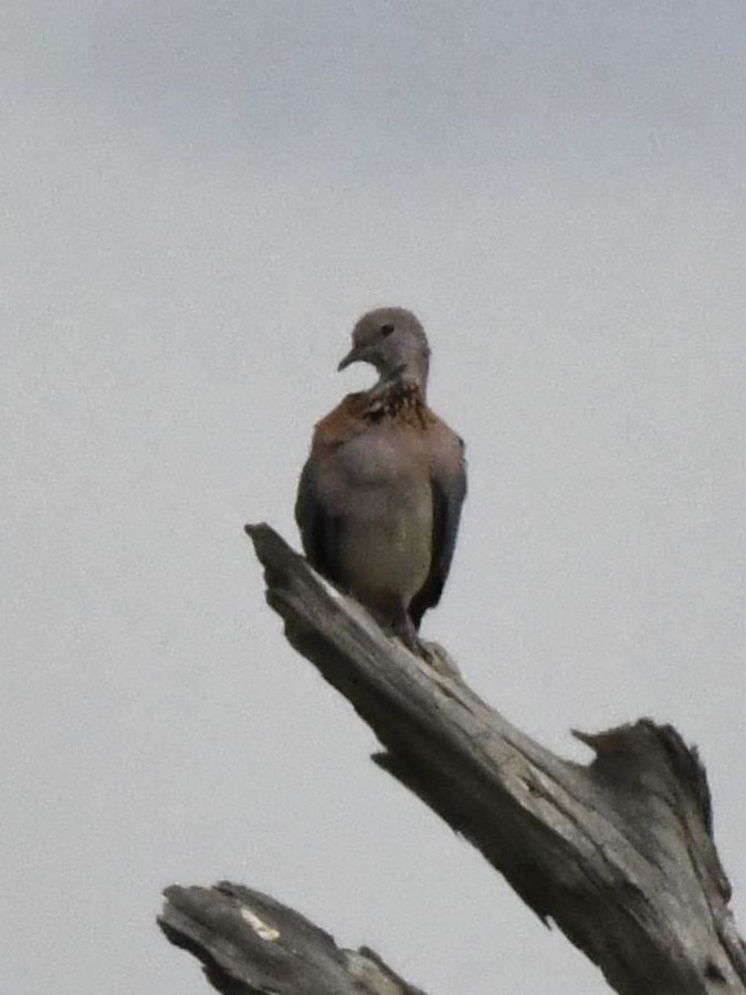 Laughing Dove - ML611737747