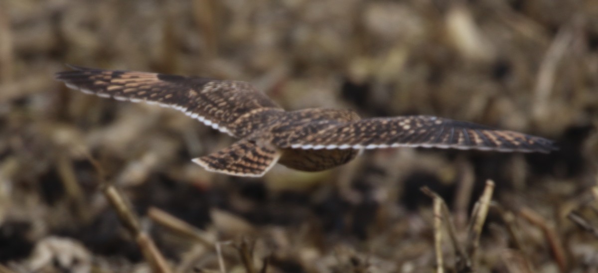 Short-eared Owl - ML611737748