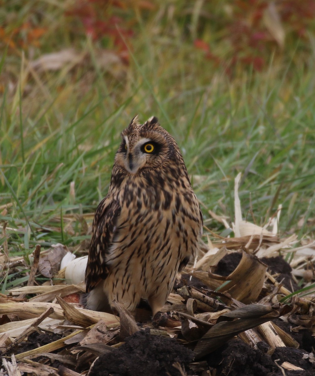 Short-eared Owl - Don Coons