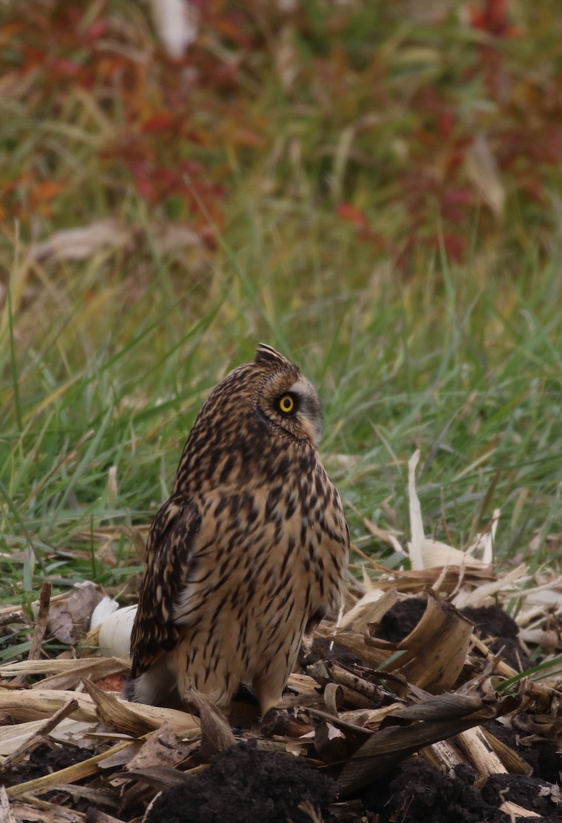 Short-eared Owl - ML611737783