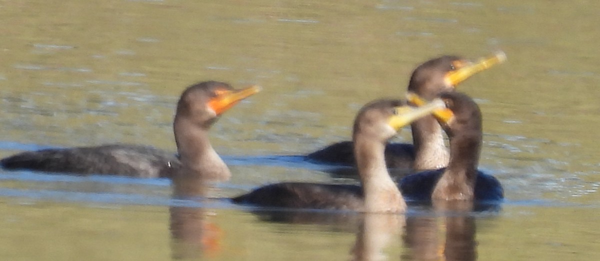 Double-crested Cormorant - Jeffrey Blalock