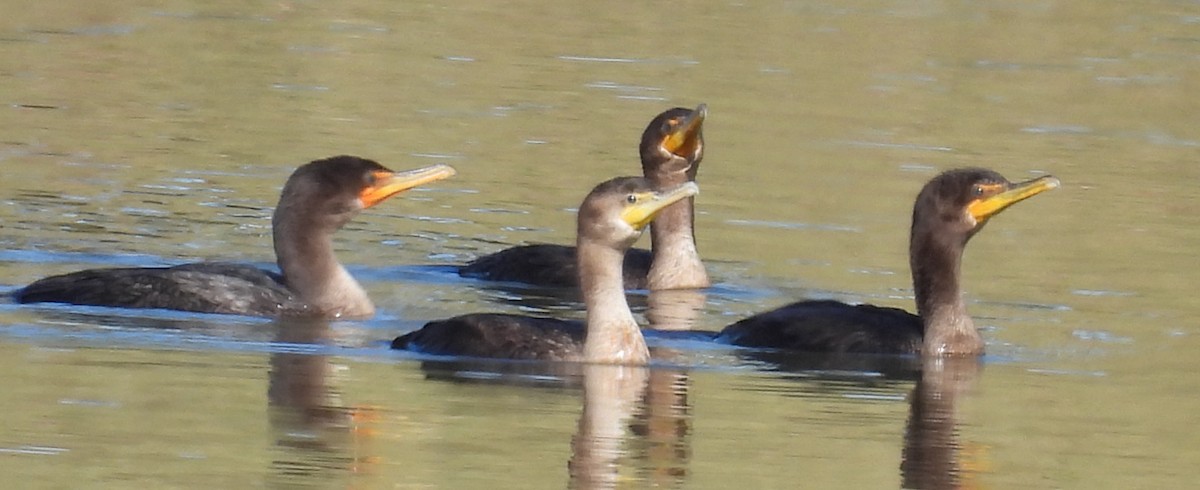 Cormoran à aigrettes - ML611737785