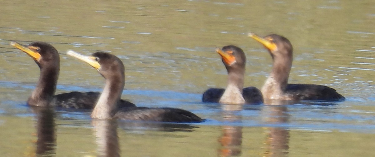 Double-crested Cormorant - Jeffrey Blalock