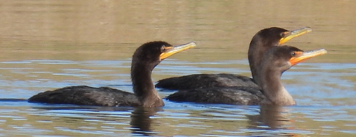 Double-crested Cormorant - ML611737787