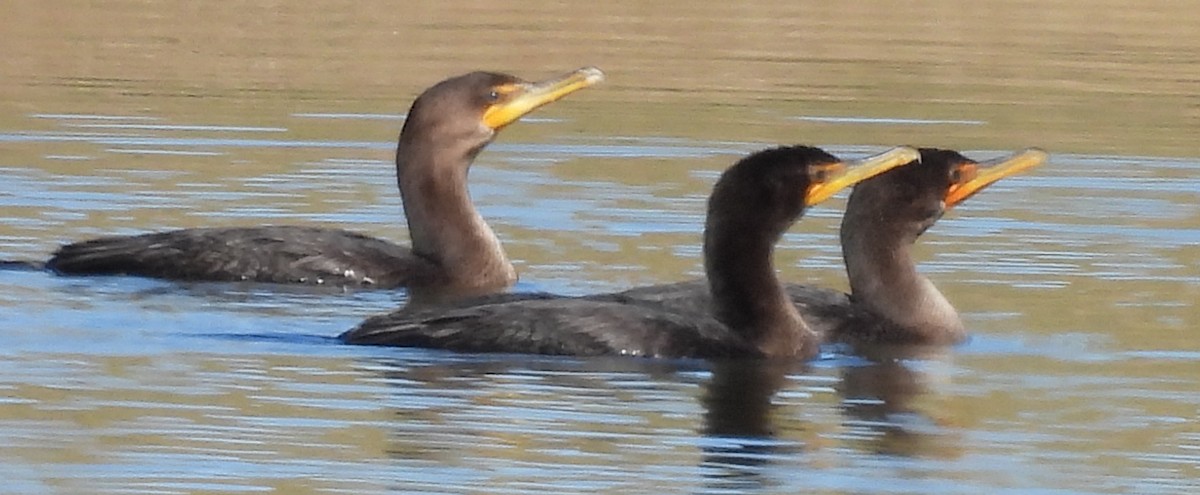 Double-crested Cormorant - ML611737788