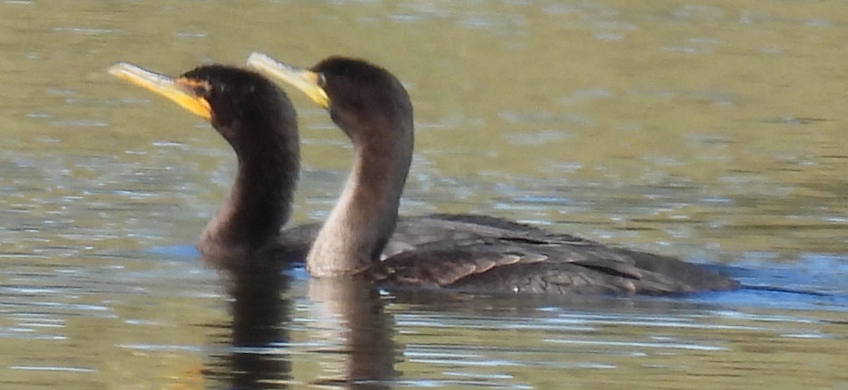 Double-crested Cormorant - ML611737789