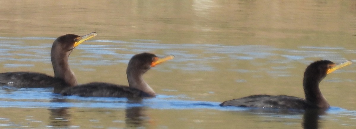 Double-crested Cormorant - ML611737790