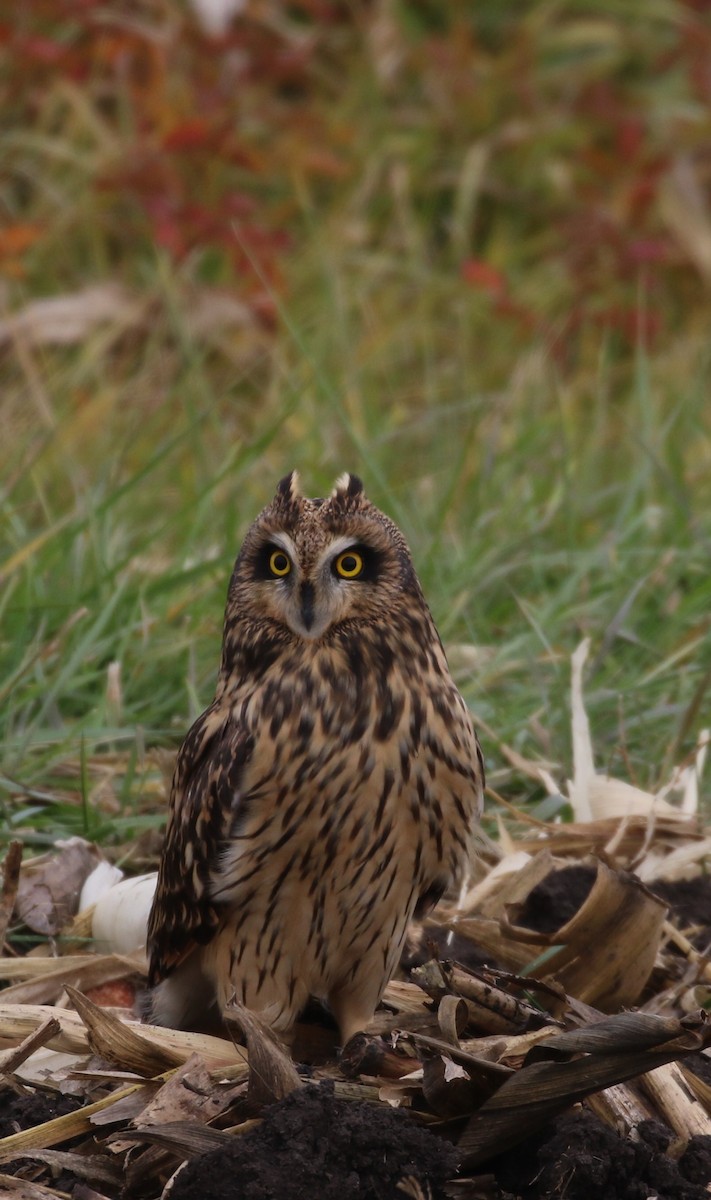 Short-eared Owl - Don Coons