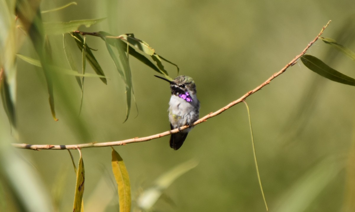 Costa's Hummingbird - ML611737813