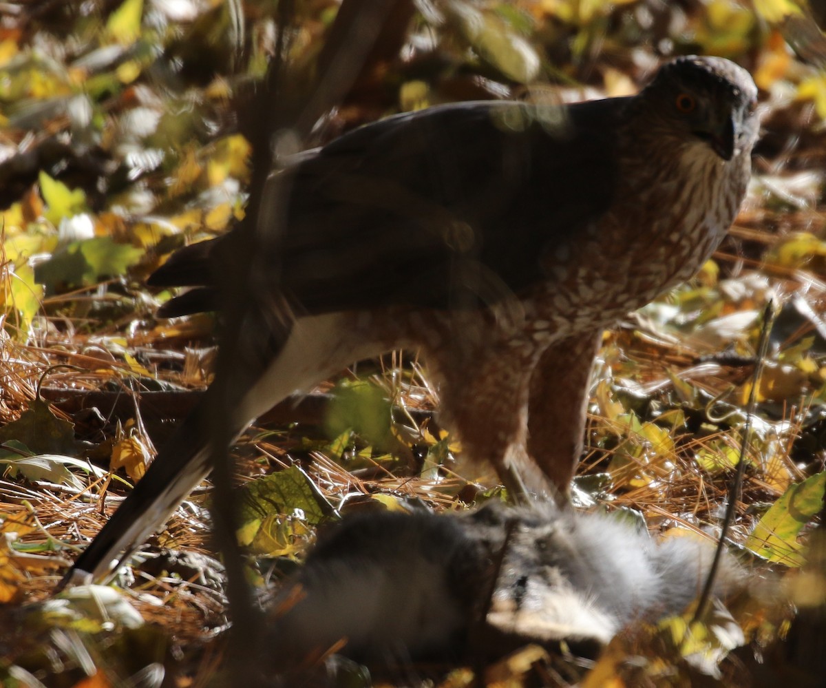 Cooper's Hawk - ML611737853