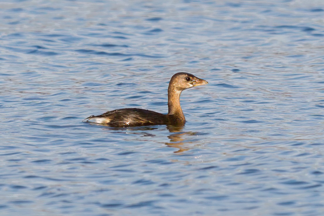 Pied-billed Grebe - ML611737860