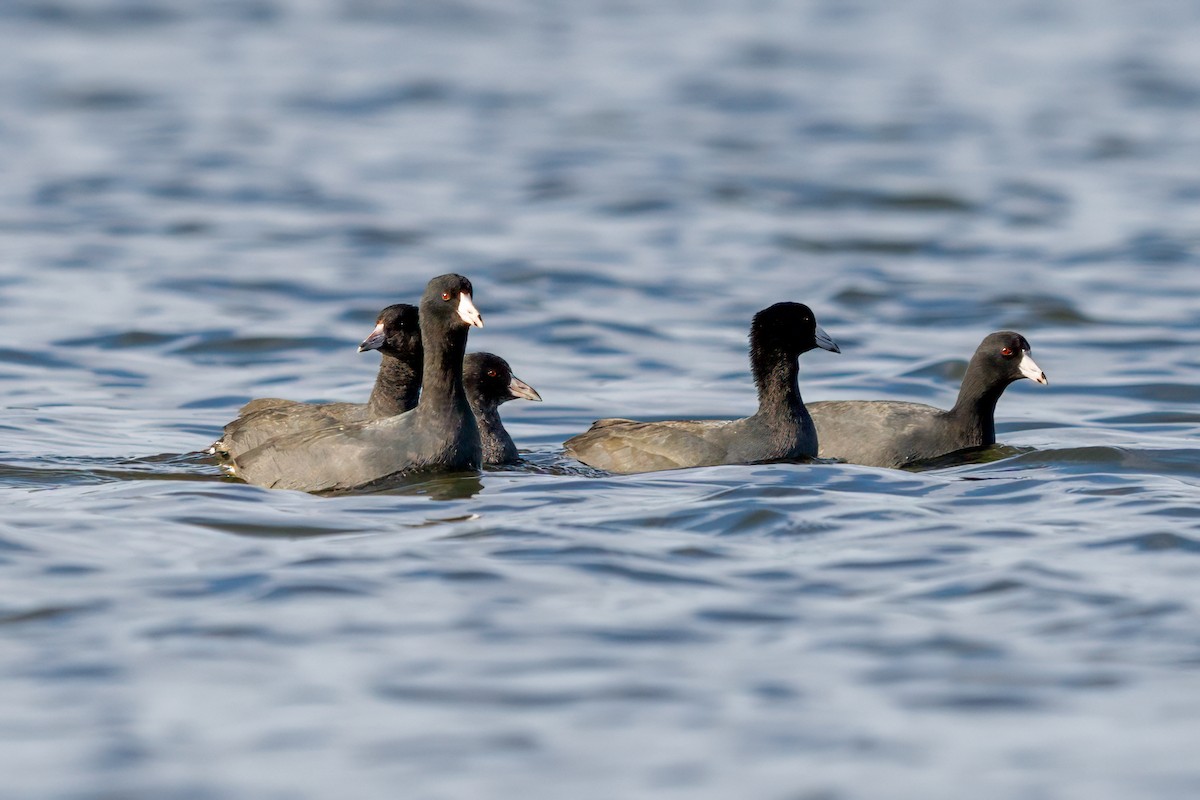 American Coot - Dylan Buell