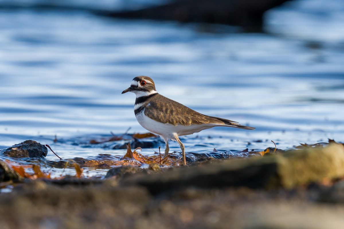 Killdeer - ML611737869