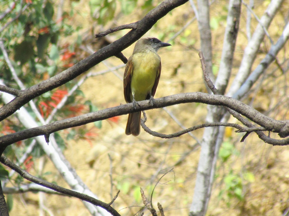 Baird's Flycatcher - ML611737874