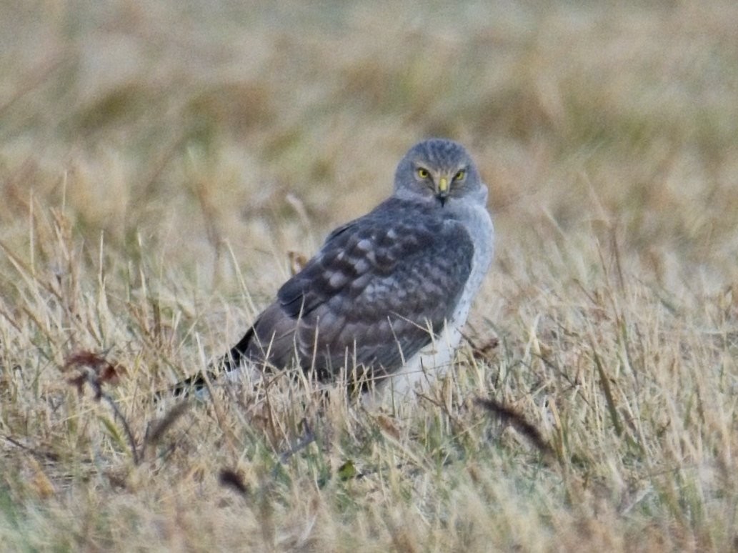 Northern Harrier - ML611737891