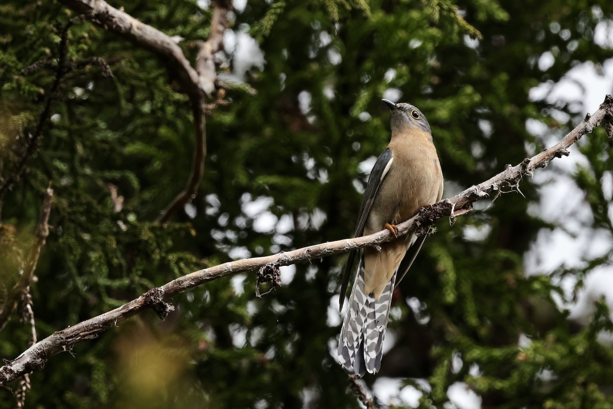 Fan-tailed Cuckoo - ML611737902