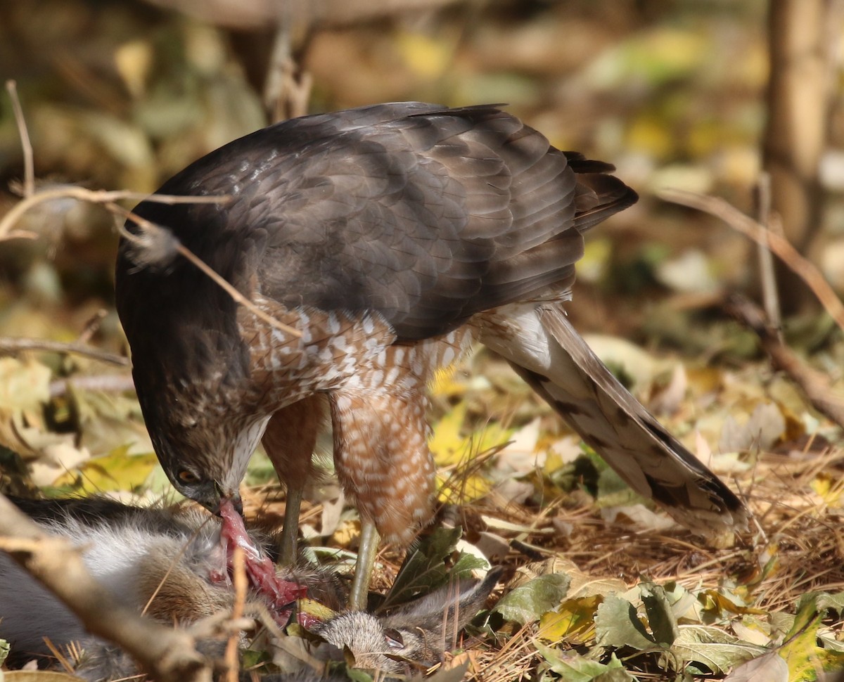 Cooper's Hawk - ML611737910