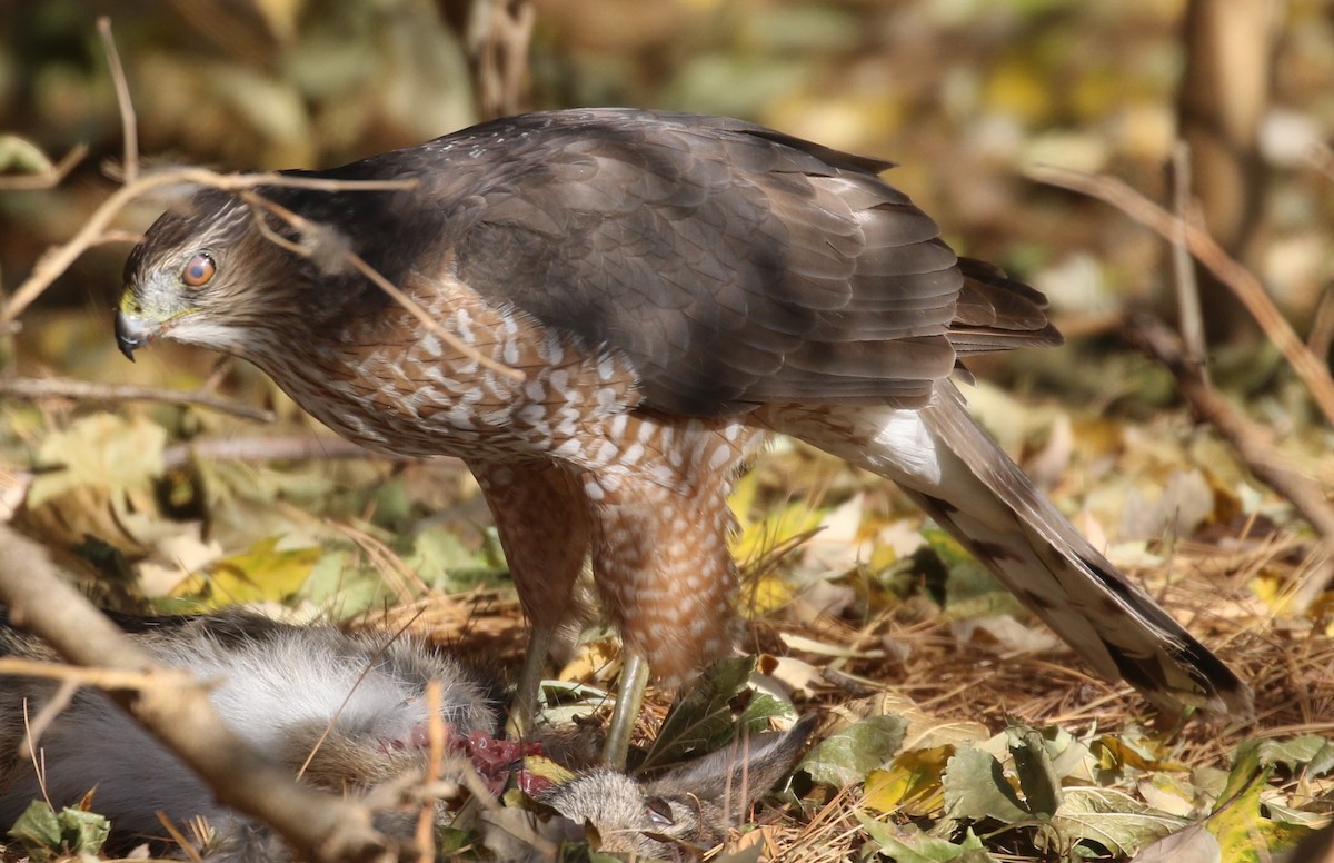 Cooper's Hawk - Don Coons