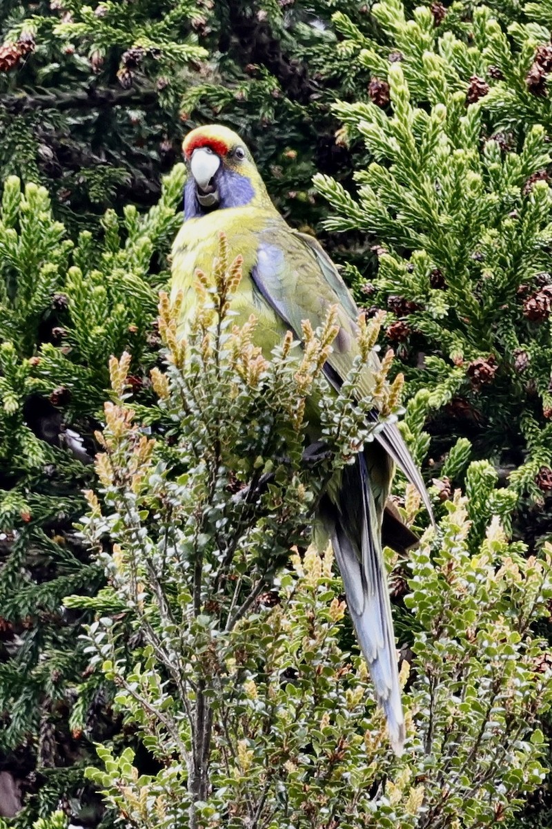 Green Rosella - ML611737931