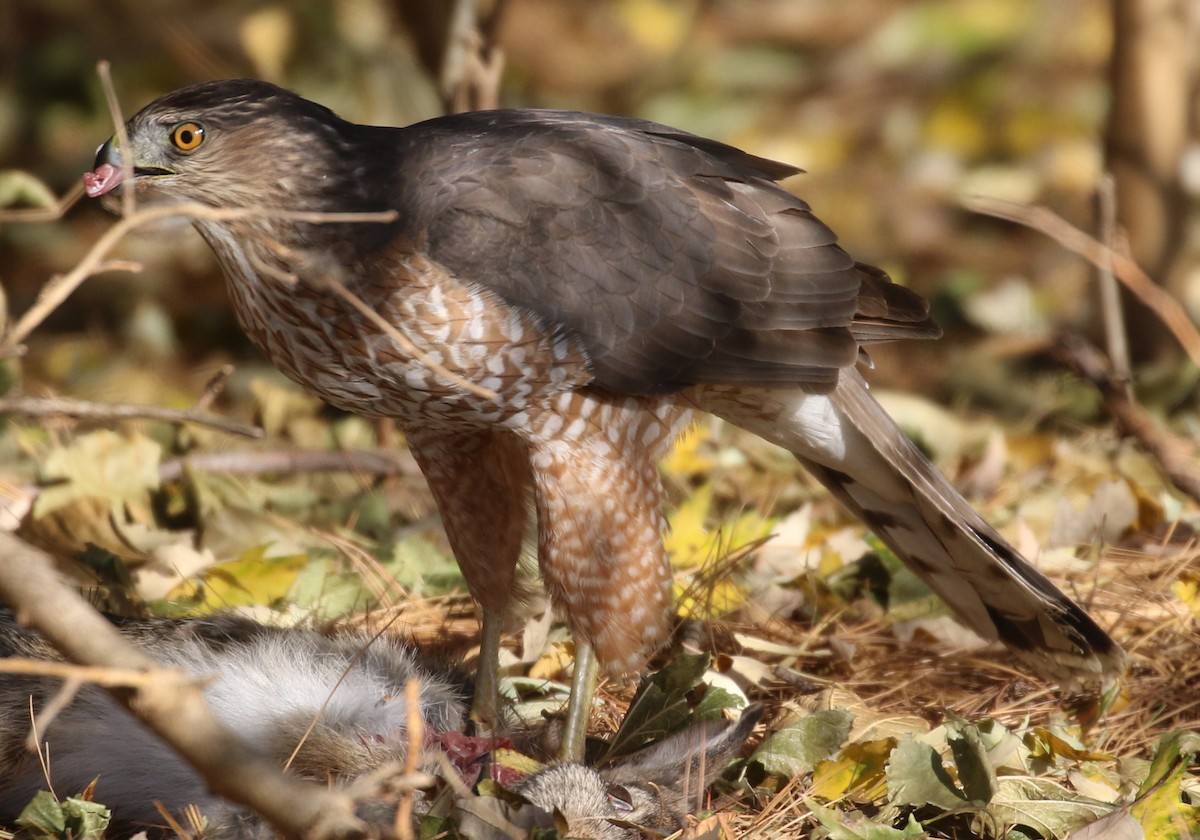 Cooper's Hawk - ML611737950