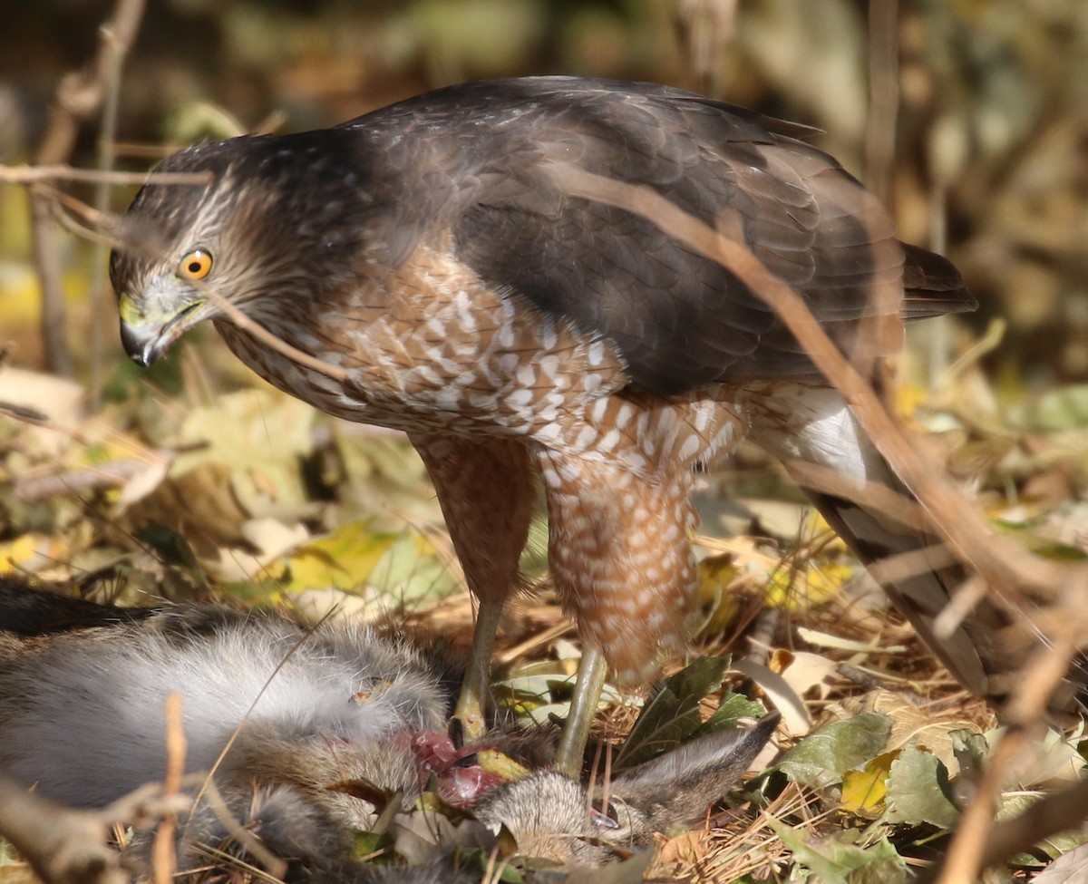 Cooper's Hawk - ML611737951