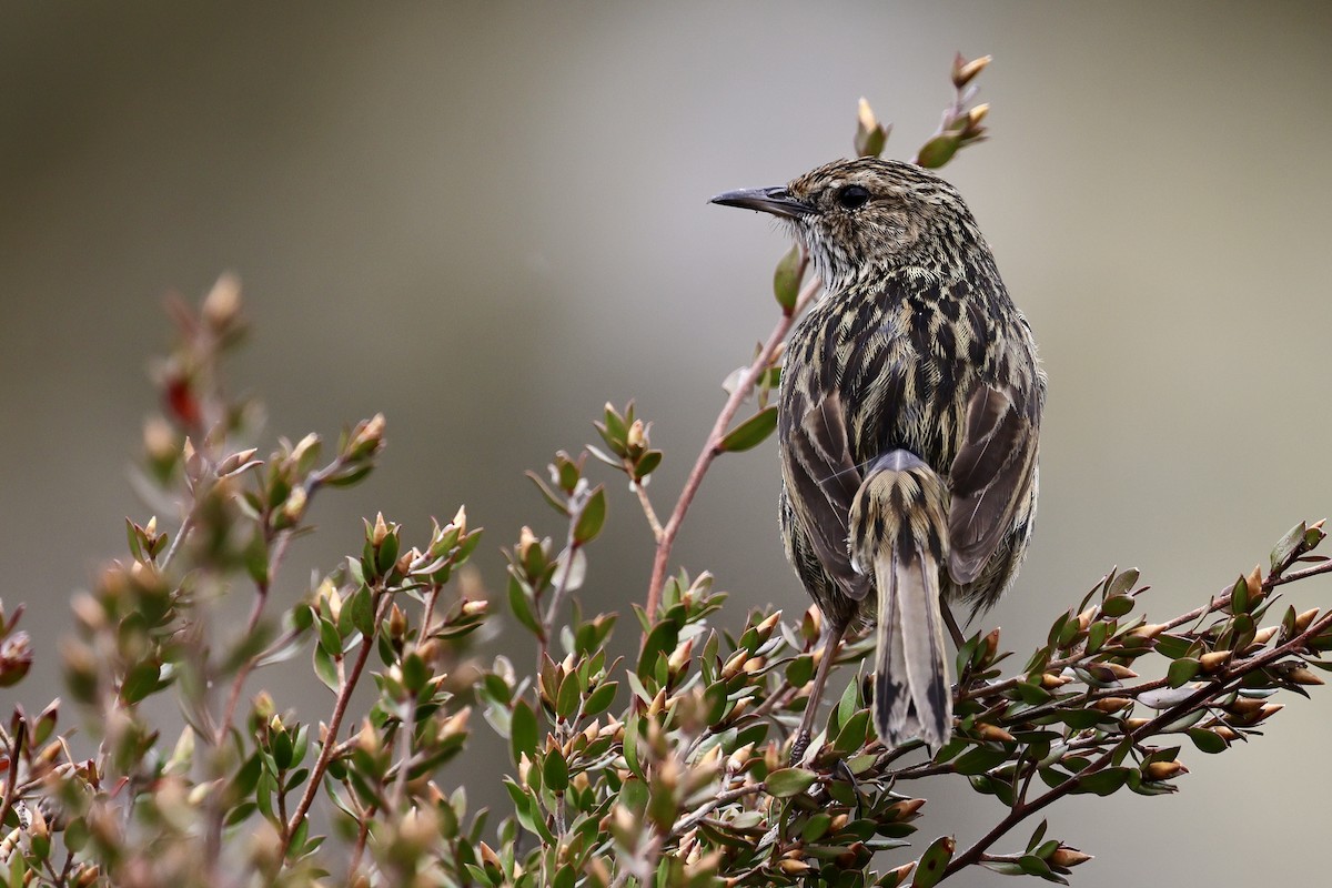 Striated Fieldwren - ML611737965