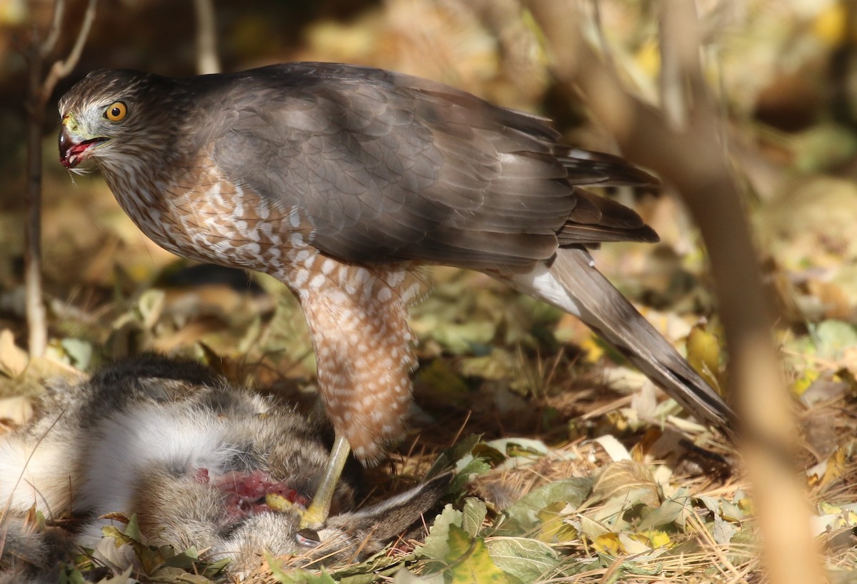 Cooper's Hawk - Don Coons