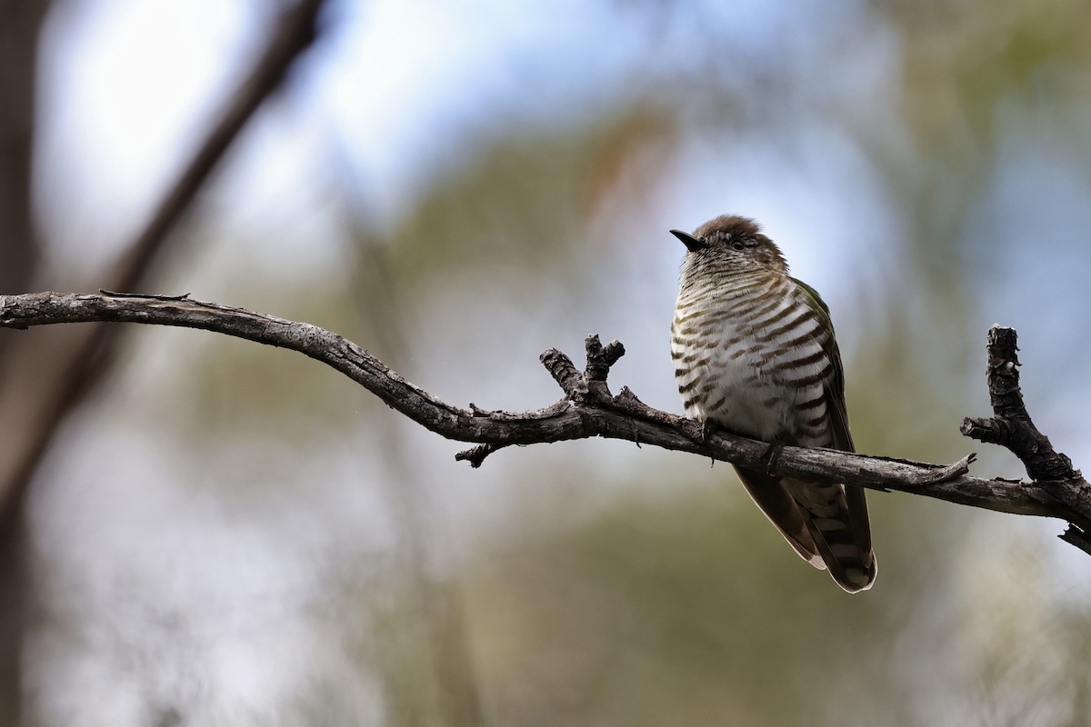 Shining Bronze-Cuckoo - ML611738013