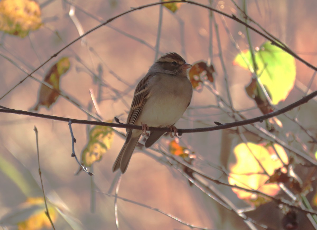 Chipping Sparrow - ML611738051