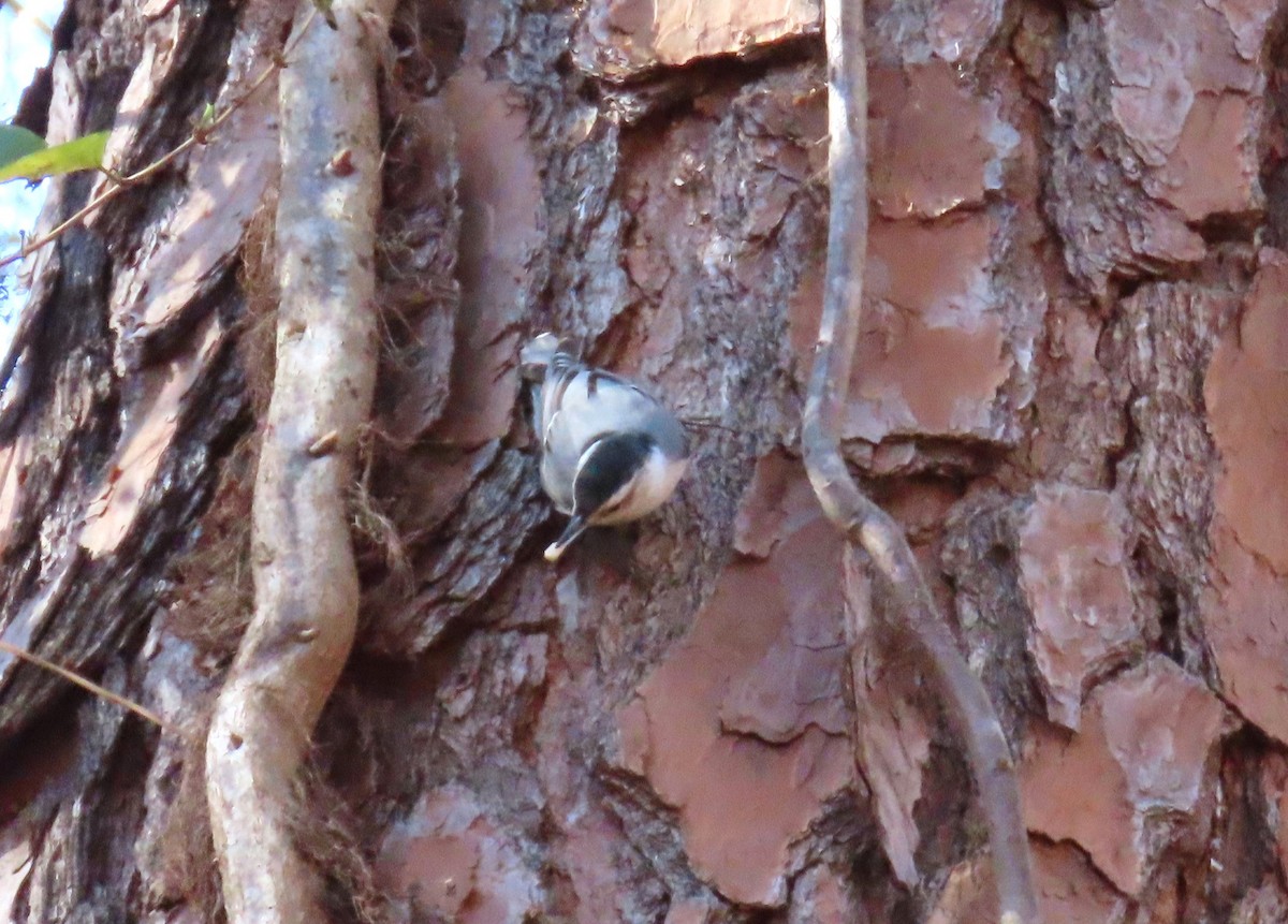 White-breasted Nuthatch - ML611738060