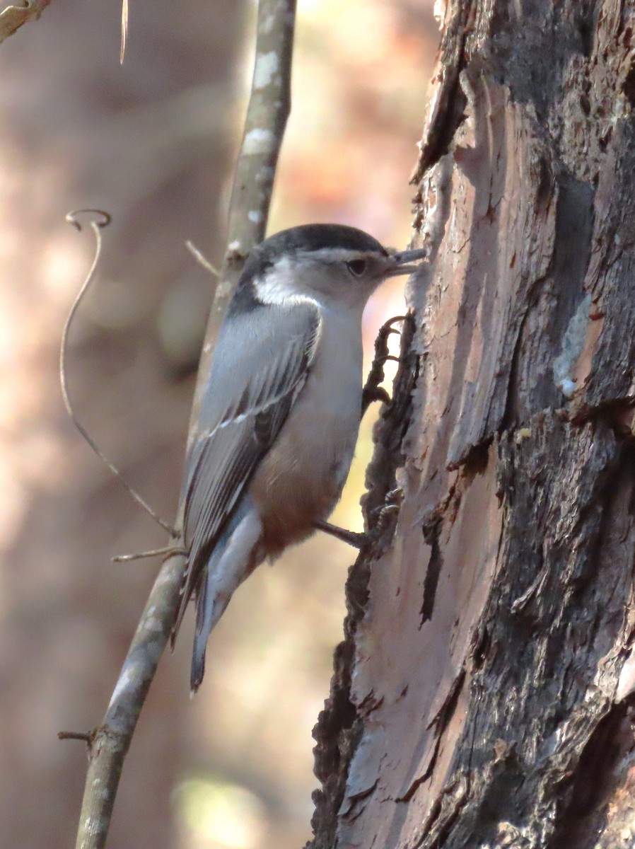 White-breasted Nuthatch - ML611738069
