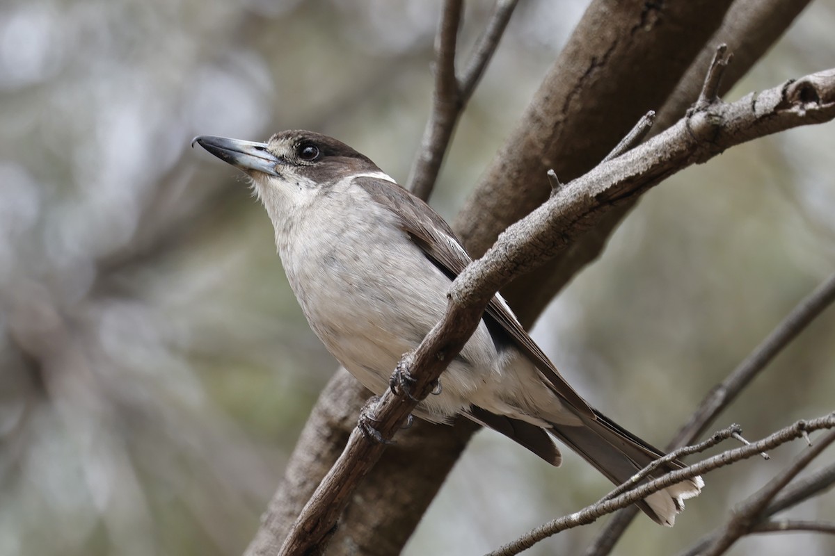 Gray Butcherbird - ML611738097