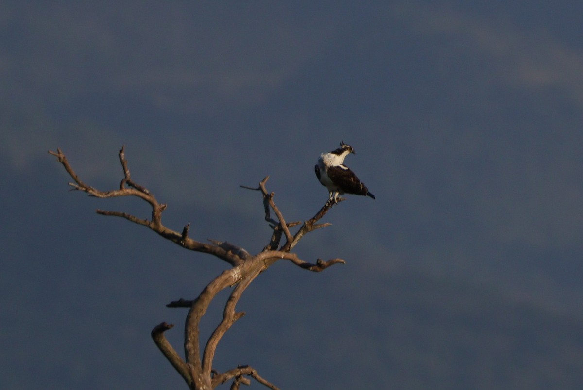 Osprey - Alejandro Garcia