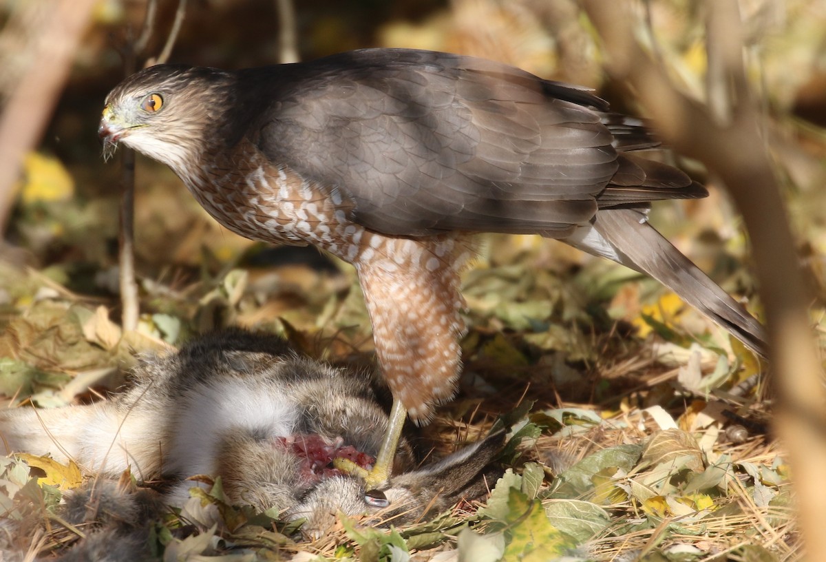 Cooper's Hawk - ML611738145