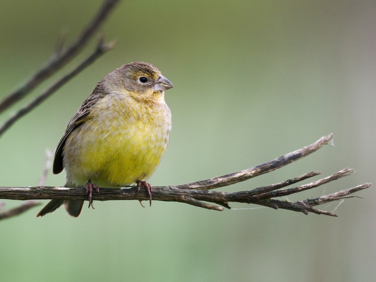 Grassland Yellow-Finch (Grassland) - ML611738186