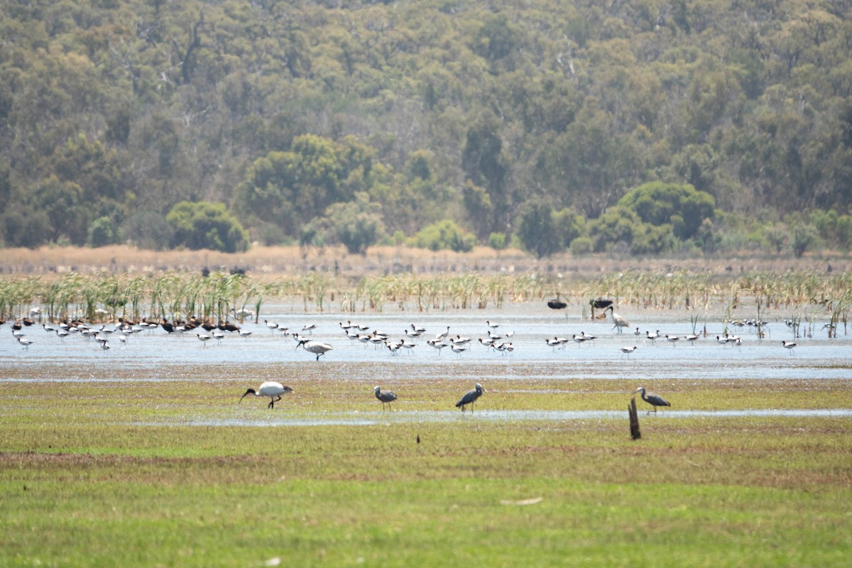 Australian Shelduck - ML611738189