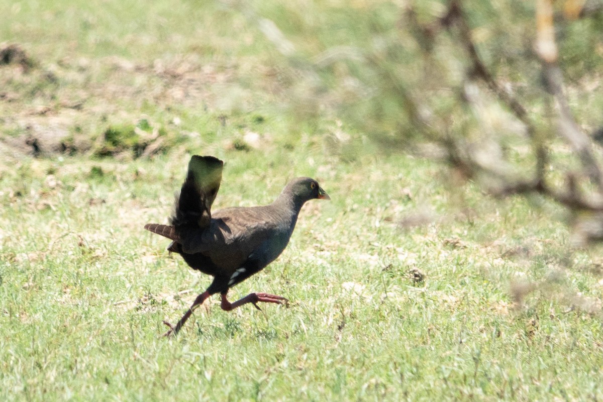 Black-tailed Nativehen - ML611738204