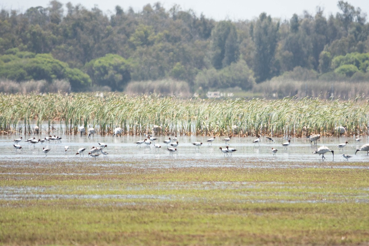 Red-necked Avocet - ML611738224