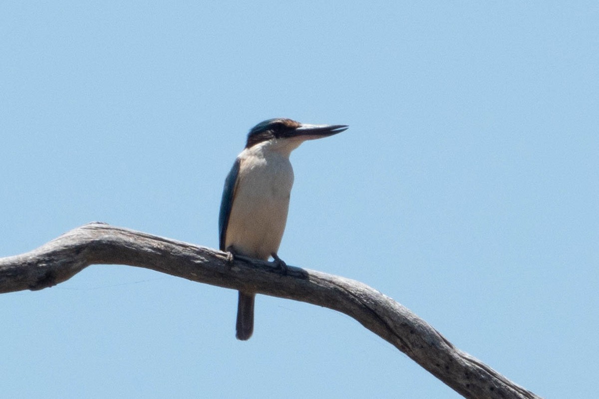 Sacred Kingfisher - Jan Lile