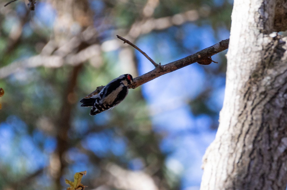 Downy Woodpecker - ML611738235