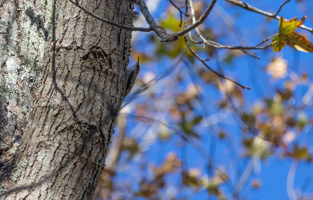 Brown Creeper - ML611738246