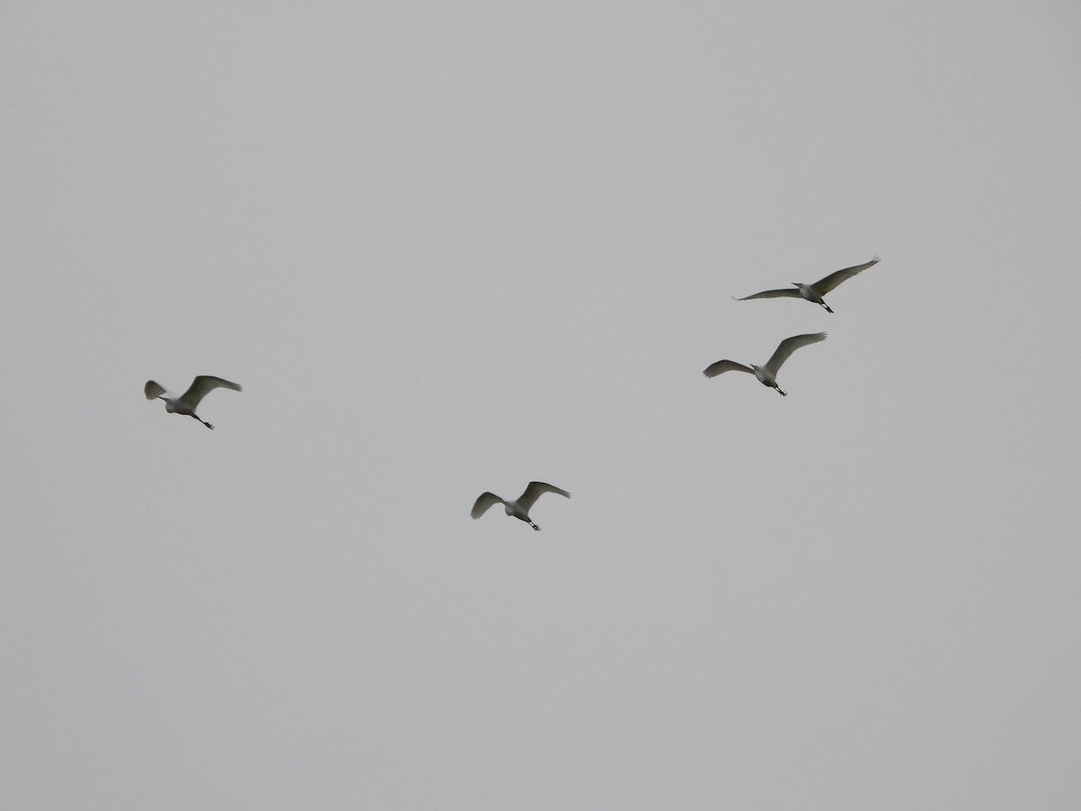 Great Egret - ML611738258