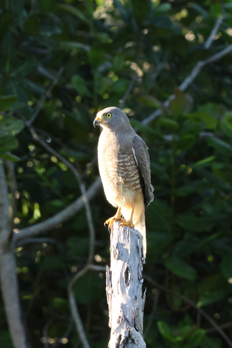 Roadside Hawk - ML611738436