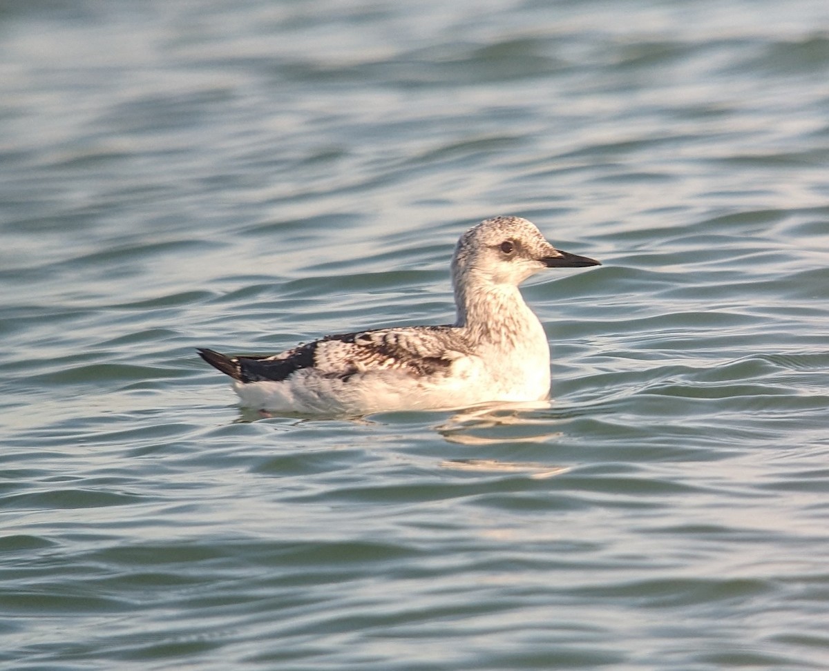 Black Guillemot - ML611738527