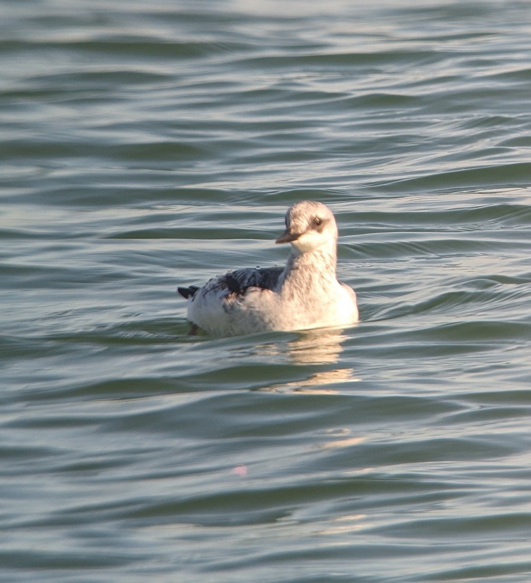 Black Guillemot - ML611738528