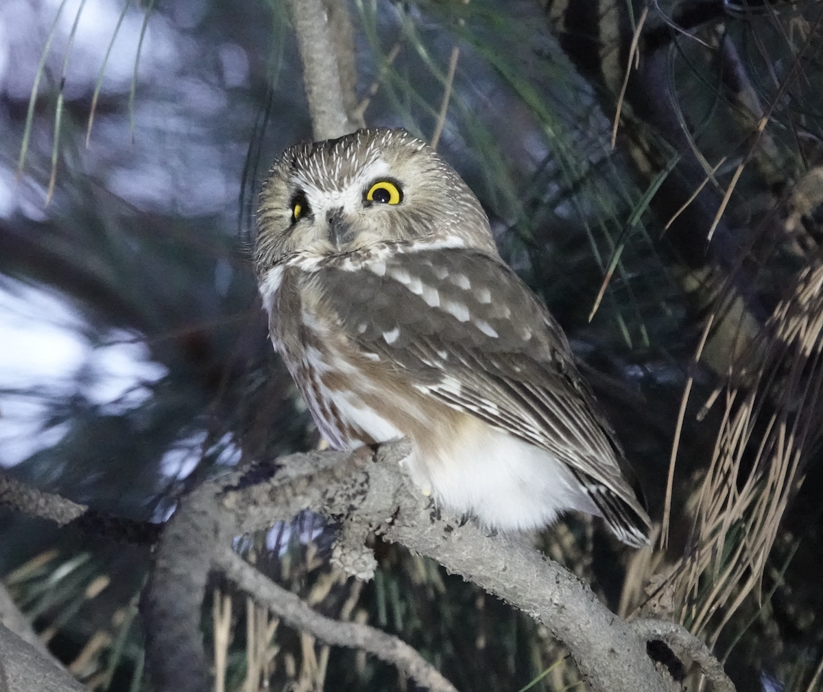 Northern Saw-whet Owl - art reisman