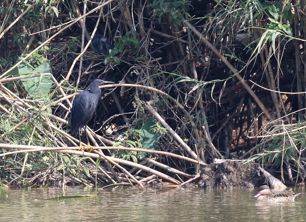 Black Heron - Sandy Vorpahl